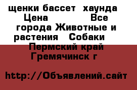 щенки бассет- хаунда › Цена ­ 20 000 - Все города Животные и растения » Собаки   . Пермский край,Гремячинск г.